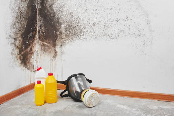 Best Emergency Mold Remediation in Webster Groves, MO