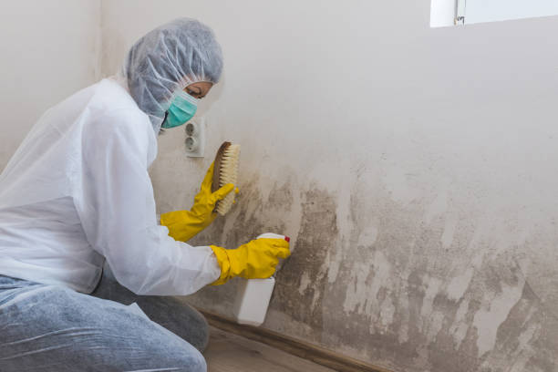 Best Residential Mold Remediation in Webster Groves, MO