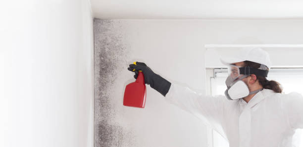 Best DIY Mold Remediation Support Services in Webster Groves, MO