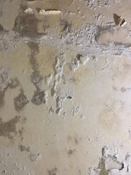 Best Insurance-Related Mold Remediation in Webster Groves, MO