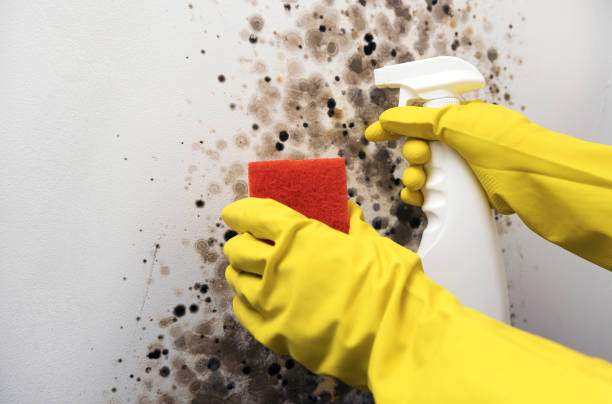 Best Mold Testing and Inspection Services in Webster Groves, MO