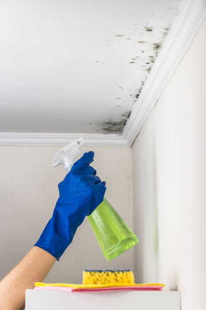 Best Industrial Mold Remediation in Webster Groves, MO